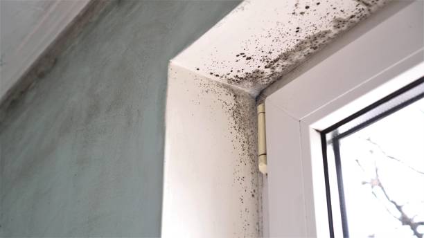Best Crawl Space Mold Remediation  in Waikapu, HI