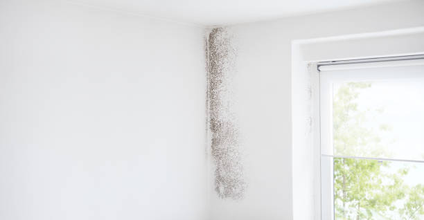 Best Basement Mold Removal  in Waikapu, HI