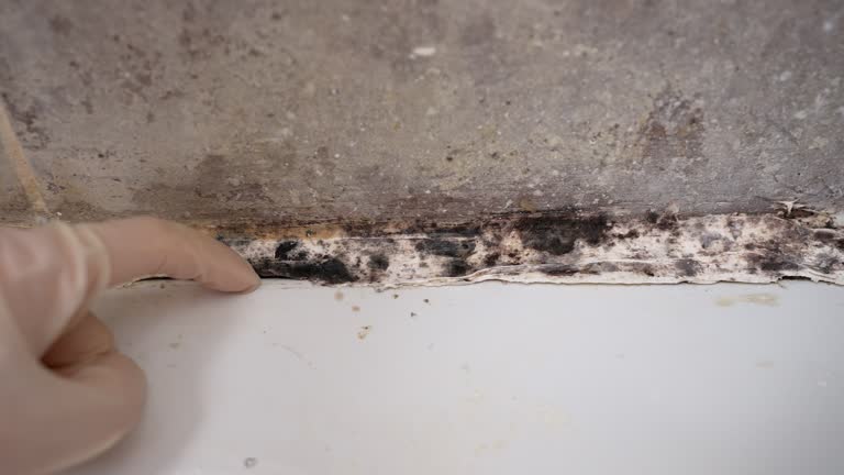 Mold Remediation for Rental Properties in Waikapu, HI
