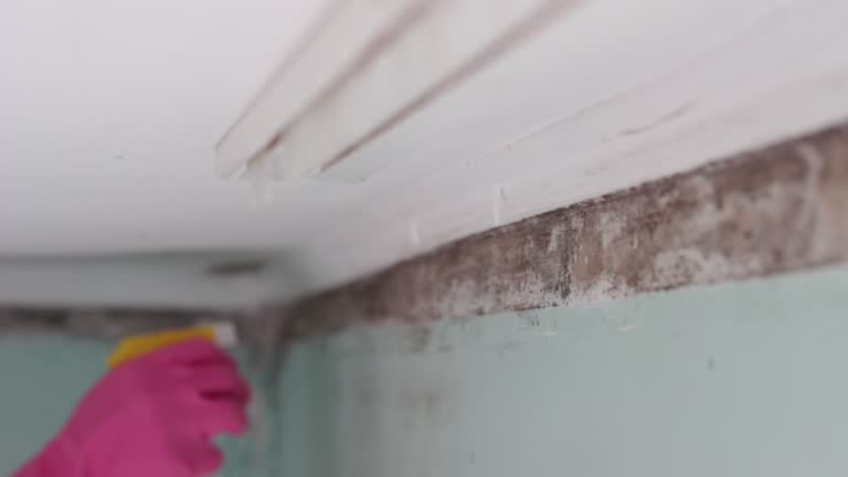 Biohazard Mold Removal in Waikapu, HI
